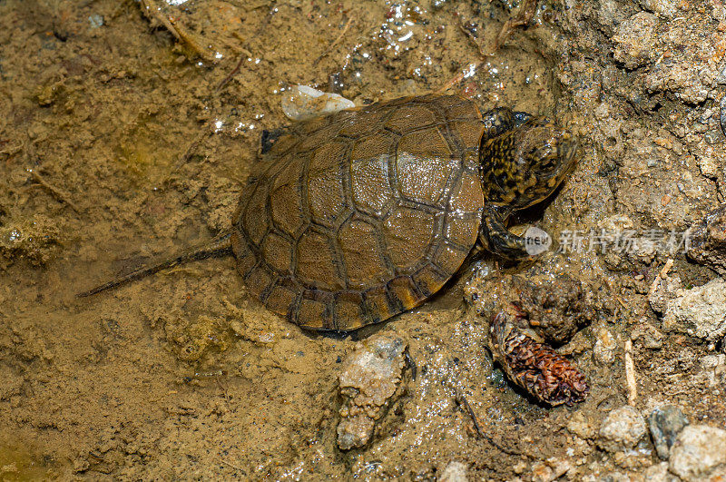 年轻的西部塘龟，Clemmys marmorata, Audubon Mayacamas山保护区，索诺玛县，加利福尼亚州